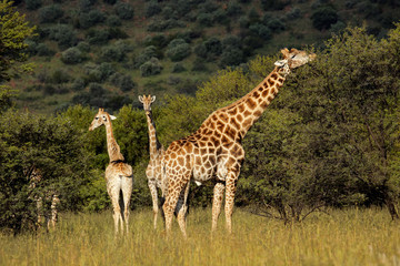 Giraffes in natural habitat