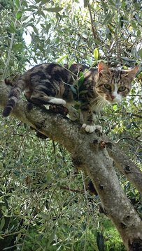 Katze auf Olivenbaum