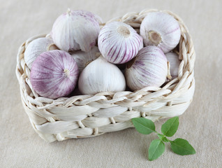 Fresh Garlic