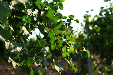 Fototapeta na wymiar Grape plantation in summer