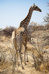 Obraz premium Giraffa tra le acacie in Namibia