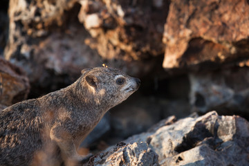 Procavia al sole tyra le rocce