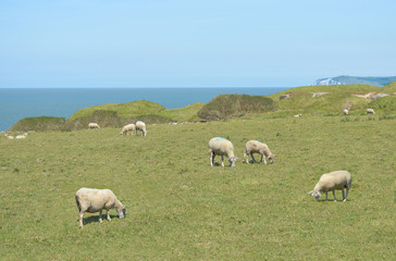 Fototapeta premium Les moutons sur les pelouses du Cap Gris-Nez