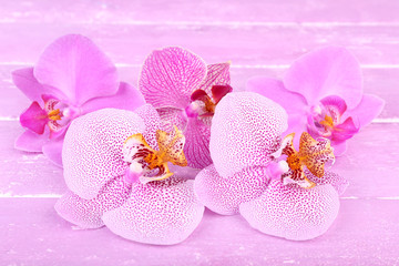 Obraz na płótnie Canvas Pink tropical orchid flowers on color wooden background