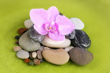 Fototapeta na wymiar Composition with orchid flower and stones in water