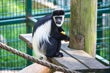 Mantled guereza in the zoo