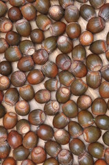 Acorns on the wooden board 