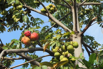 Sterculiaceae on tree, use for alternative energy ethanol and bi