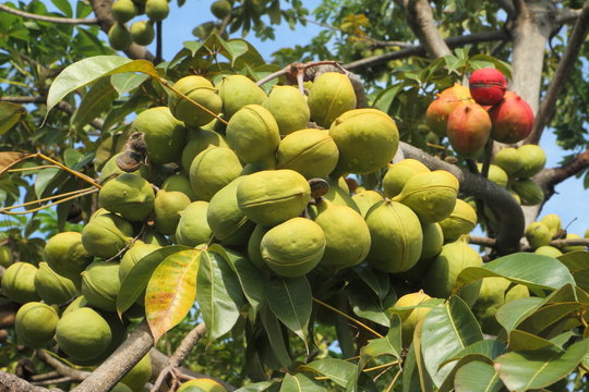 Sterculiaceae on tree, use for alternative energy ethanol and bi