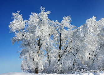 Winter trees