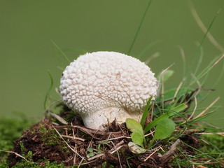 Mushrooms and moss on green background, series