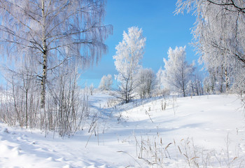 Fototapeta na wymiar Winter nature