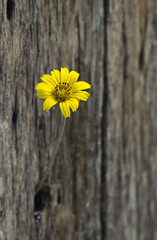 Yellow flower in hole old wooden fence