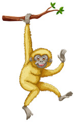 Gibbon