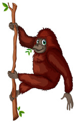 Orangutan © GraphicsRF