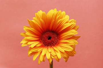 Yellow gerber sunflower