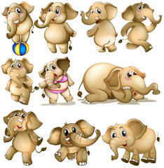 Obraz premium Elephant set