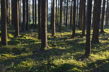 Obraz premium The primeval forest