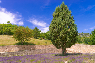 Monasteries of the Cistercian