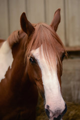 préparation du cheval
