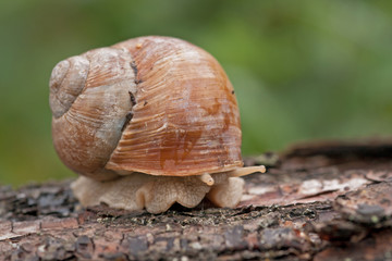 vorsichtige Schnecke