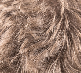 Naklejka premium Beautiful shiny blond hair.