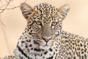 Fototapeta na wymiar Leopard - Portrait