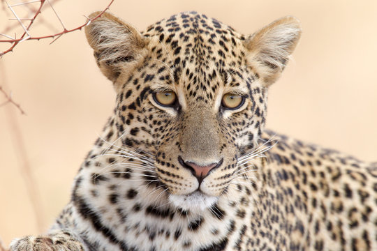 Leopard - Portrait