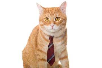 Serious  cat with a  tie