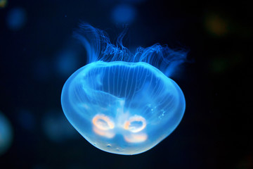 Jellyfish