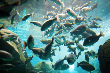 Tuinposter Group of fish i © Vitalinka