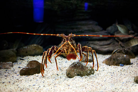 Mediterranean spiny lobster