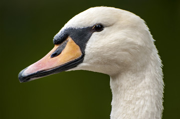 Mute swan portrait
