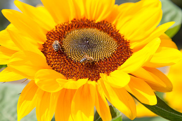 Obraz premium Sunflower