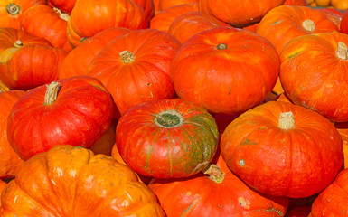 Colorful pumpkins