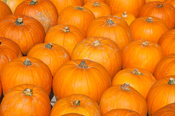 Colorful pumpkins