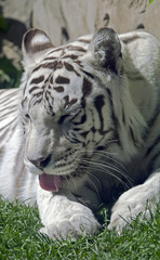White tiger