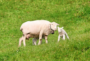 Fototapeta premium Sheep