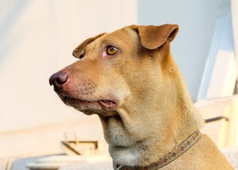 dog looking