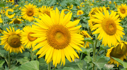Yellow sunflowers in the field