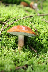 Mushroom in forest