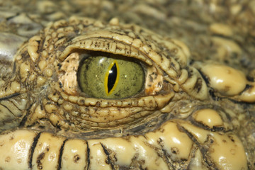 Krokodil