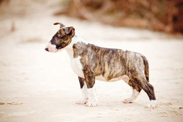 brindle english bull terrier puppy