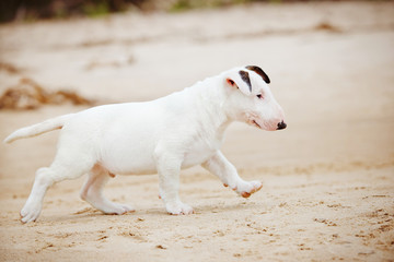 english bull terrier puppy walking on the beach