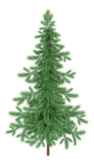 Christmas green spruce fir tree isolated