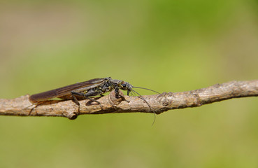 Beetle on a branch