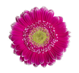 Gerbera viola e bianca