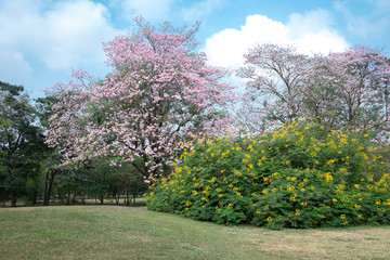 Pink Tabebuia tree and yellow Royal Poinciana with blue sky at t