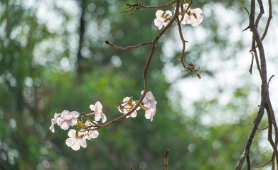 Closeup shot of pink tabebuia flower on green tree background.