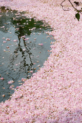 pink tabebuia flower and shadow of tree on the pond.